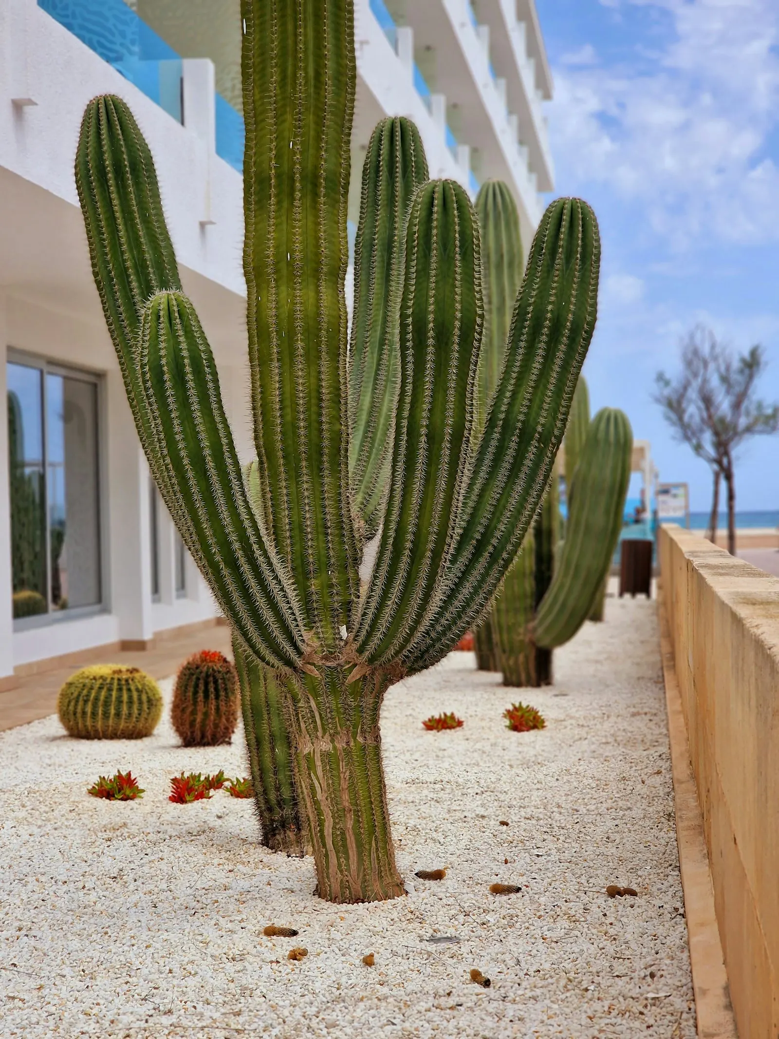 Cacti and gravel walkway through a desert garden